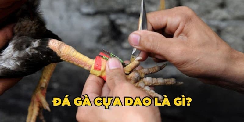 Đá gà cựa dao là gì?